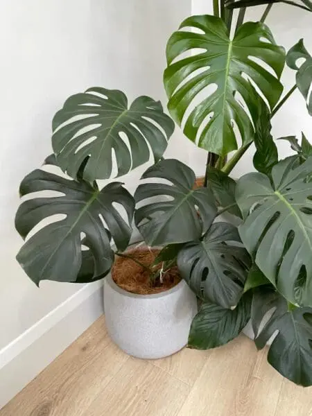 Adding plants to your office can make it feel cozy and welcoming. Plants clean the air, reduce stress, and bring life to your space. Pick easy-to-care-for plants that fit your home and arrange them to look good.